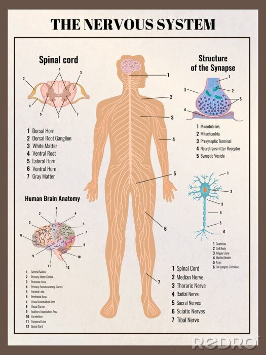 Poster Nervous System Retro Poster