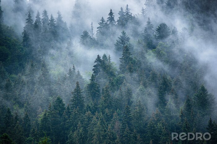Poster Nevelig landschap met sparbos in hipster uitstekende retro stijl