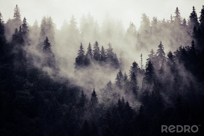 Poster Nevelig landschap met sparbos in hipster uitstekende retro stijl