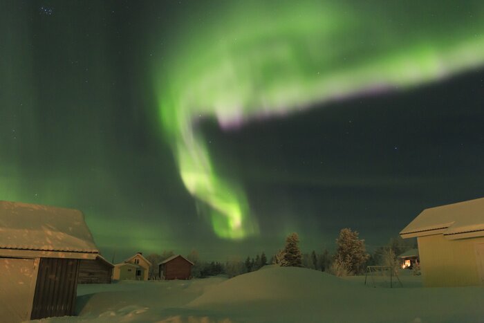 Poster Noordelijke lichten in het sparrenbos