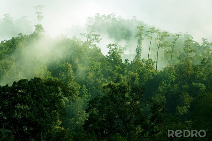 Poster Ochtend in de tropen