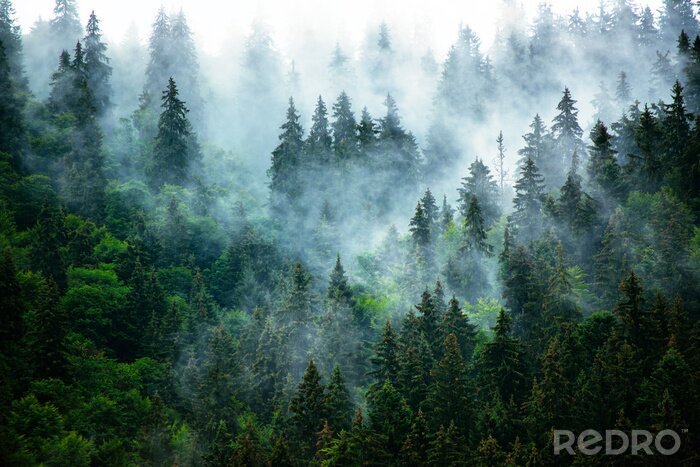 Poster Ochtendmist boven het dichte bos