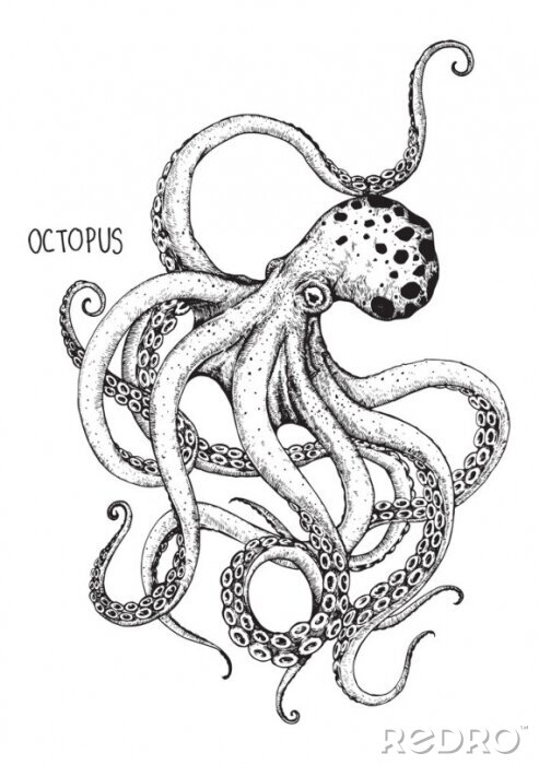 Poster Octopusillustratie met bijschrift