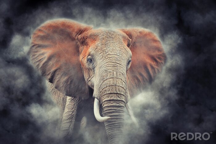 Poster Olifant in een stofwolk