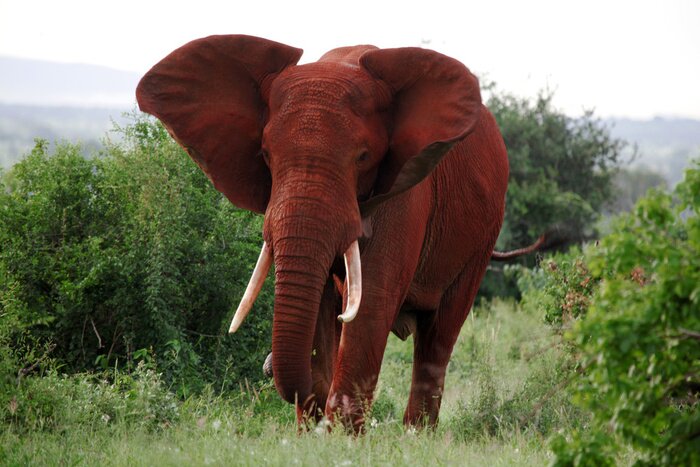 Poster Olifant in het nationale park