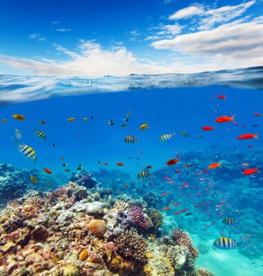 Onderwater koraalrif met horizon en watergolven