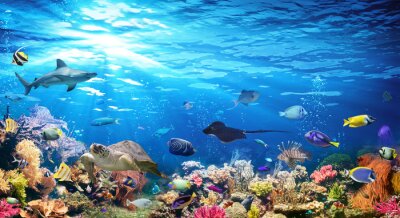 Onderwaterdieren tussen koraalriffen