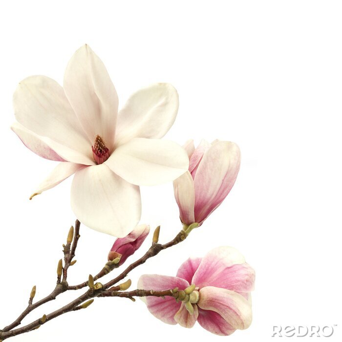 Poster Open en gesloten magnolia