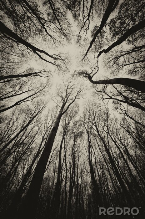 Poster opwaartse weergave in een donkere spookachtige bos sepia