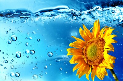 Oranje bloem en waterdruppels