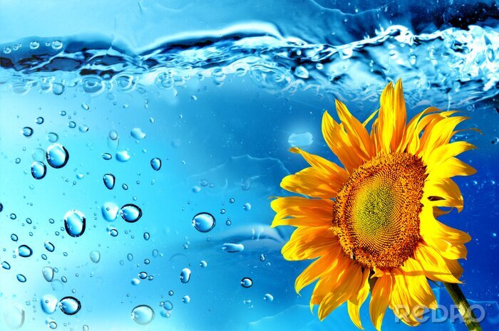 Poster Oranje bloem en waterdruppels