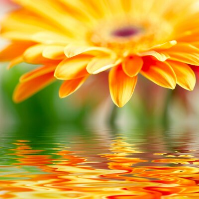 Oranje bloem en weerspiegeling in water