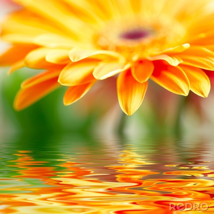 Poster Oranje bloem en weerspiegeling in water