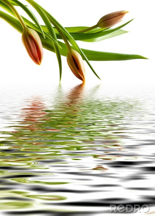 Poster Oranje bloemen ondergedompeld in water