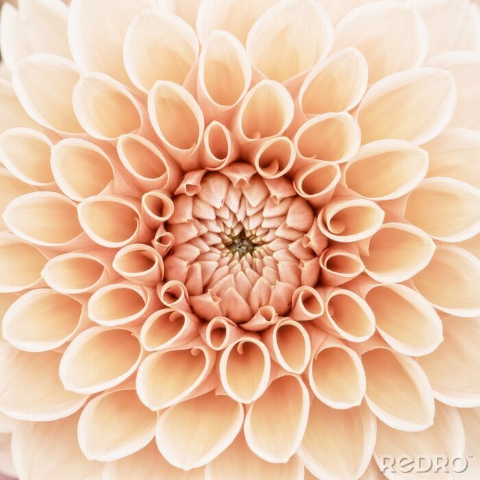 Poster Oranje dahlia - macro perspectief