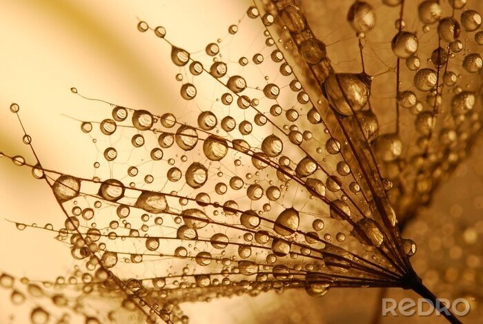 Poster Oranje paardenbloem zaadjes