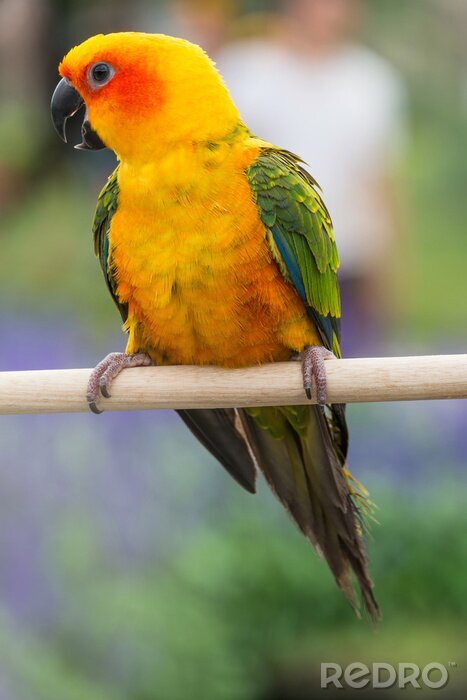 Poster Oranje parkiet in een kooi