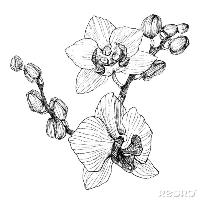 Poster Orchid twee bloemen geschetst met een potlood