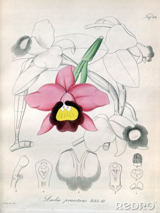 Poster Orchidee bloem constructie schets