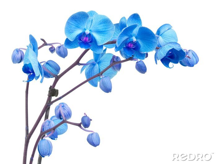 Poster Orchidee bloemen