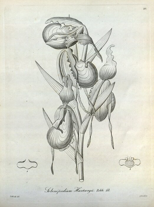 Poster Orchidee botanische potloodschets