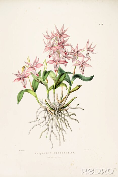 Poster Orchidee botanische schets
