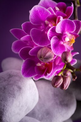 Orchidee en stenen in witte kleur