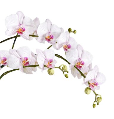 Orchidee met knoppen op een witte achtergrond