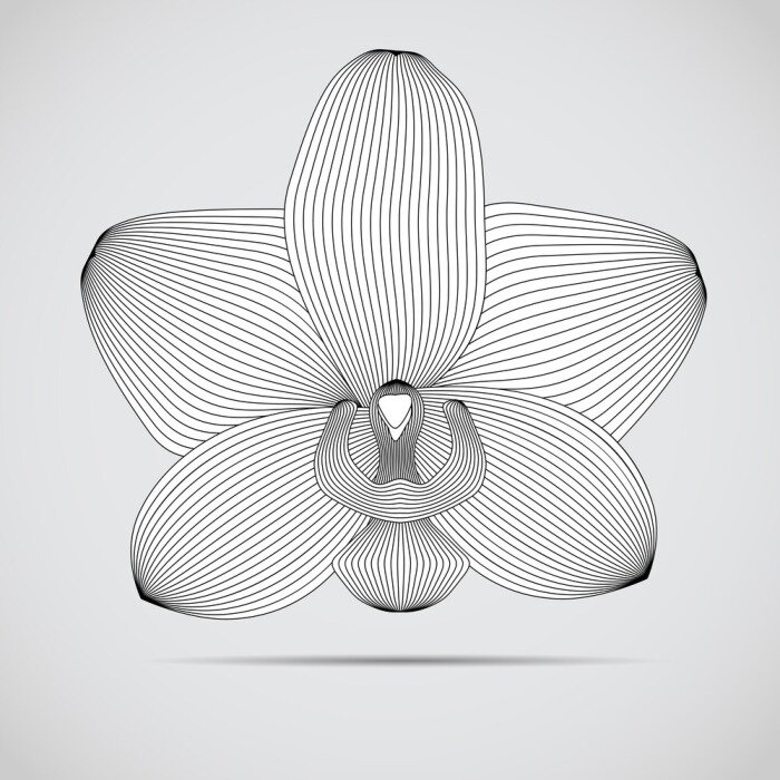 Poster Orchidee moderne lijntekeningen