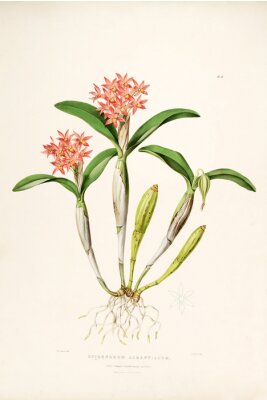 Poster Orchidee op een takje met wortels
