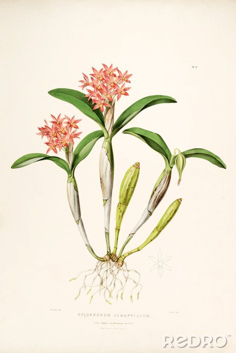 Poster Orchidee op een takje met wortels