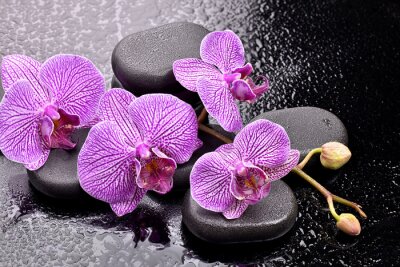 Orchidee tussen stenen