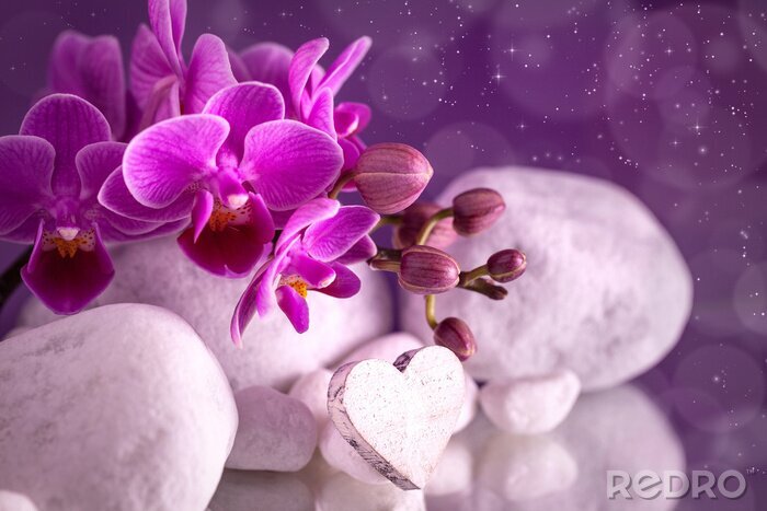 Poster Orchidee tussen stenen en harten