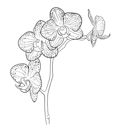 Poster Orchideebloemblaadjes bedekt met zwarte vlekken