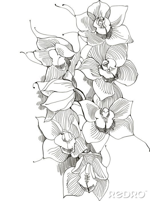 Poster Orchideebloemen getekend met een zwarte lijn