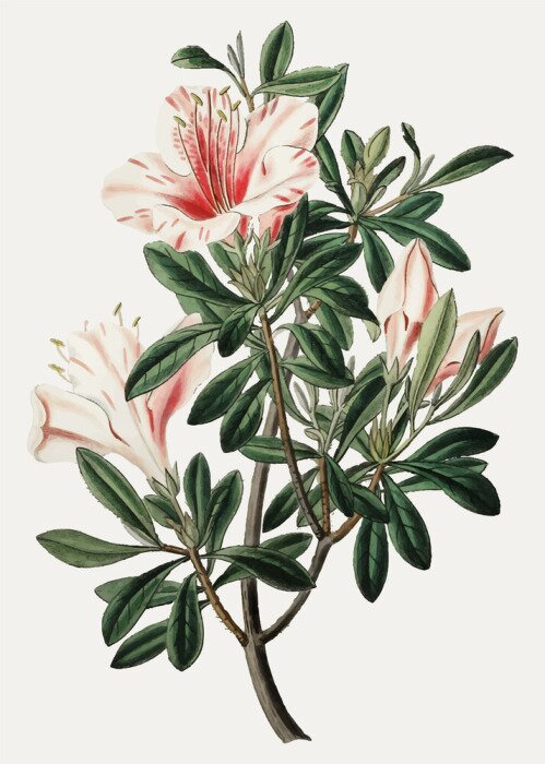 Poster Orchideebloemen vergezeld van groene bladeren