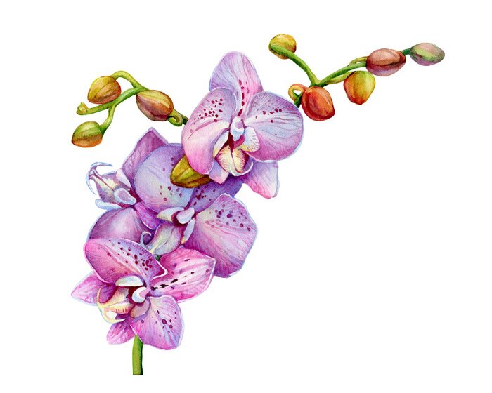 Poster Orchideebloemen vol sproeten