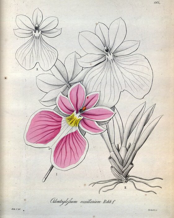 Poster Orchideeënscheuten van een ontwikkelde plant