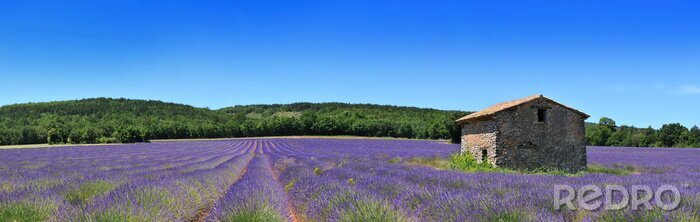 Poster Oud huis en een veld met lavendel