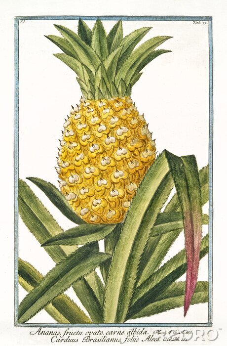 Poster Oude botanische illustratie van Ananas fructu ovato (Ananas vomosus). Door G. Bonelli op Hortus Romanus, publ. N. Martelli, Rome, 1772 - 93