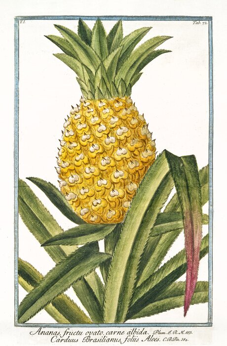 Poster Oude botanische illustratie van Ananas fructu ovato (Ananas vomosus). Door G. Bonelli op Hortus Romanus, publ. N. Martelli, Rome, 1772 - 93