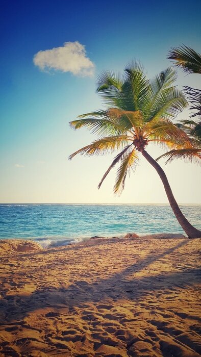 Poster Overzees strand en palmboom