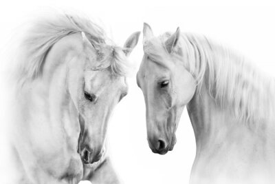 Paar grijze paarden op witte achtergrond