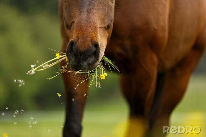 Poster Paard eten in de wei