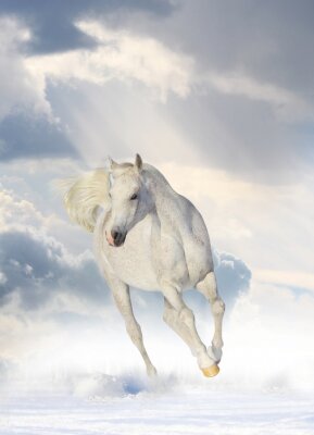Paard in de wolken