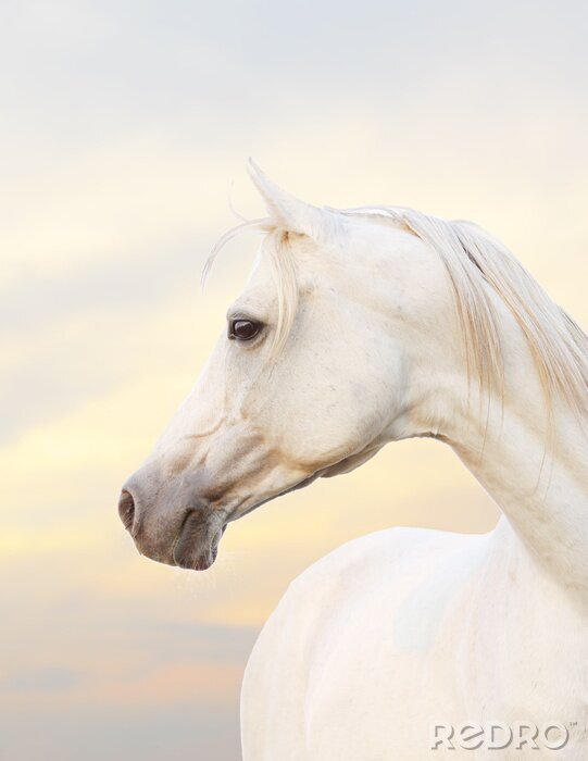 Poster Paard roze aura