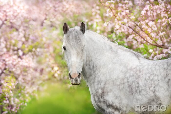 Poster Paard tussen bloeiende bomen