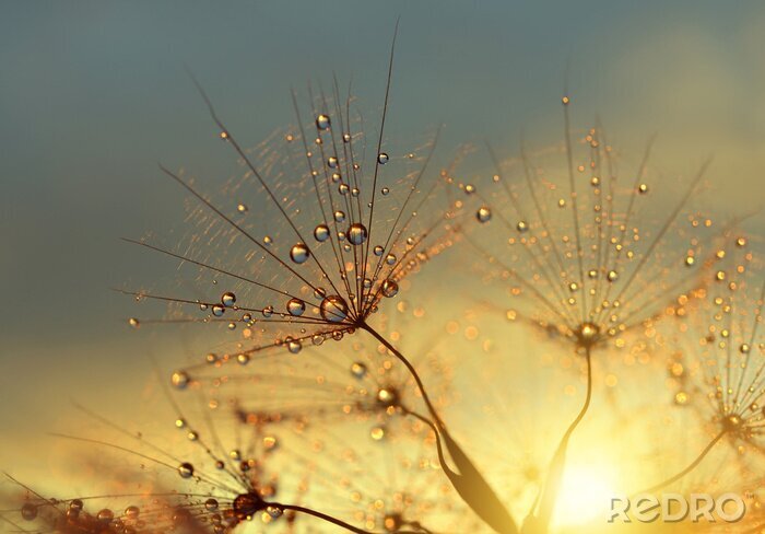 Poster Paardebloem bij dageraad