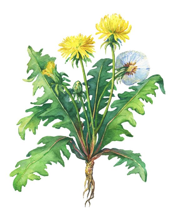 Poster Paardebloem lente bloemen (Taraxacum, blowball). Hand getekende aquarel schilderij op witte achtergrond.