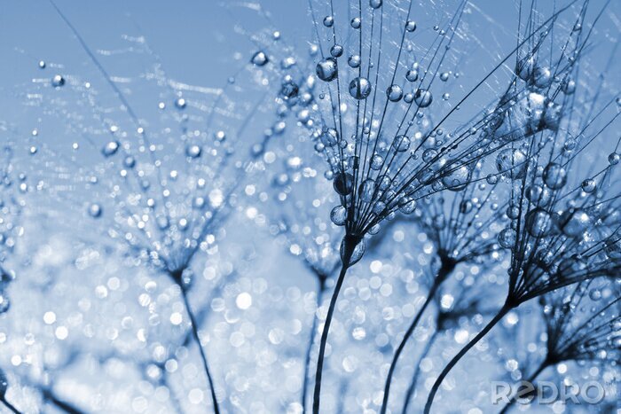 Poster Paardebloem van dichtbij